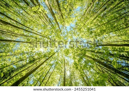 a view up into the trees direction sky - sustainability picture - stock photo - sunstar
