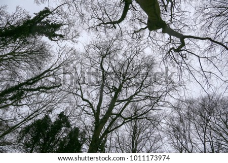 Similar – Foto Bild stille 3 Baum Winter