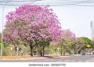 View of a Ipe tree with pink flowers on the central flower bed of Via Park at Campo Grande MS, Brazil. Tree symbol of the city. 