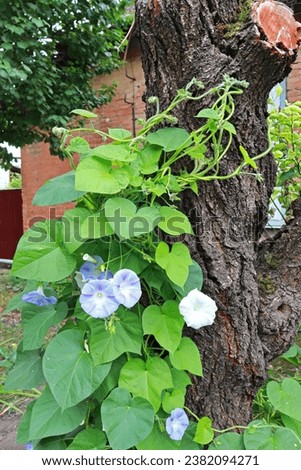 View of Ipomoea tricolor on the tree