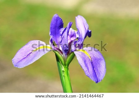 view of Iris(Flag,Gladdon,Fleur-de-lis) flower,close-up of beautiful blue with yellow flower blooming in the garden in spring
