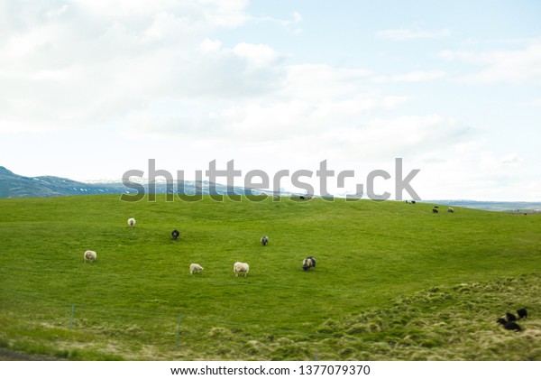 \
View of the Irish\
fields and open spaces on a summer July day. Endless Icelandic\
fields with Icelandic\
moss