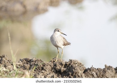 View of isolated Marsh Sandpiper