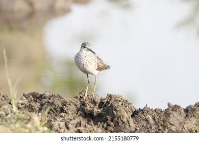 View of isolated Marsh Sandpiper