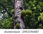 View of the jackfruit tree and a grizzled giant squirrel 