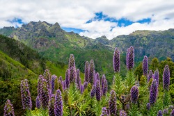 View Of The Jagged Mountains Through Bunches Of Blue-violet Flowers Pride Of Madeira (Echium Candicans) On The Island Of Madeira, Portugal