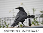 A view of a Japanese crow on the fence