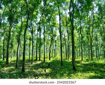 View of Java palisander forest, Dalbergia latifolia, Indian rosewood or Sonokeling.