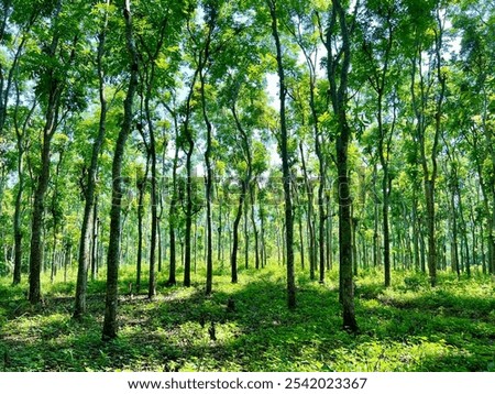 View of Java palisander forest, Dalbergia latifolia, Indian rosewood or Sonokeling.