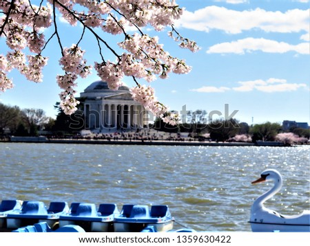 View of the Jefferson Memorial across the Tidal Basin during Cherry Blossom Season in downtown Washington DC. Pedal boats for rent are in the forefront.