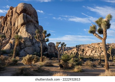 View in Joshua Tree National Park