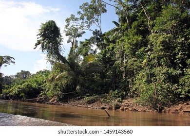 A View Of The Jungle And Coca River, Ecuador