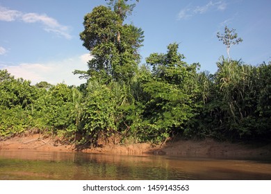 A View Of The Jungle And Coca River, Ecuador