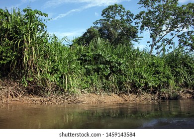 A View Of The Jungle And Coca River, Ecuador