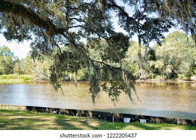 A View Of Jungle Gardens At Avery Island In Iberia Parish Louisiana 