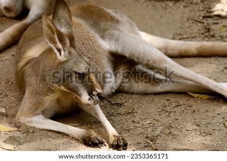 View of Kangaroos at the Currumbin Animal reserve in Gold Coast Australia.