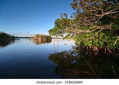 View From Kayak Amidst Mangrove Trees Of Nine Mile Pond In Everglades NP.