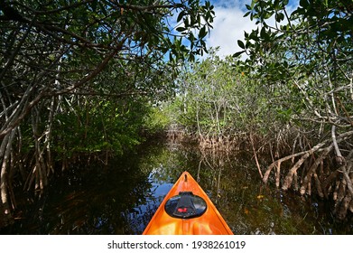 View From Kayak Amidst Mangrove Trees Of Nine Mile Pond In Everglades NP.