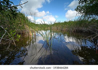 View From Kayak Amidst Mangrove Trees Of Nine Mile Pond In Everglades NP.