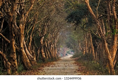 View Of Kaziranga Forest Assam India