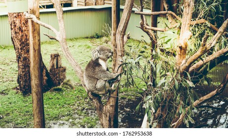 A View Of Koala Eating Eucalyptus