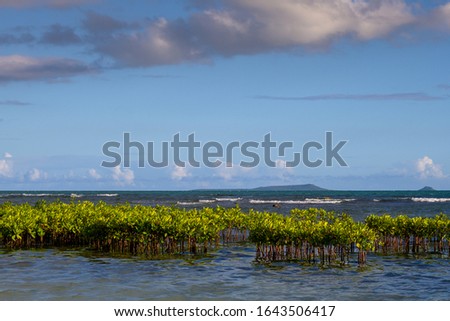 View from La Guancha Beach in Ponce, Puertorico. Young mangrove trees are growing inside the water. Natural reserve island, Caja de Muertos, is visible on the horizon.