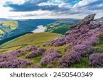 View of Ladybower Reservoir and flowering purple heather on Derwent Edge, Peak District National Park, Derbyshire, England, United Kingdom, Europe