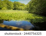 View of the lake at Burnham Beeches, Buckinghamshire, England.