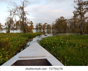 View Of Lake Martin, Louisiana.