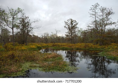 View Of Lake Martin, Louisiana.