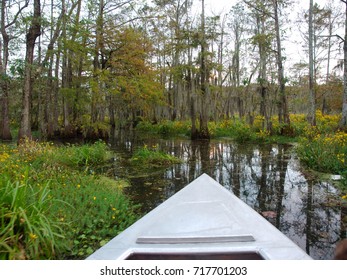 View Of Lake Martin, Louisiana.