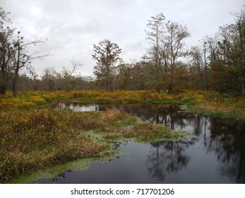 View Of Lake Martin, Louisiana.