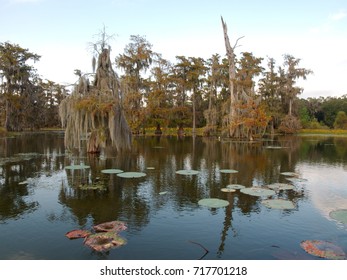 View Of Lake Martin, Louisiana.