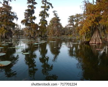 View Of Lake Martin, Louisiana.