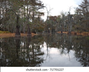 View Of Lake Martin, Louisiana.