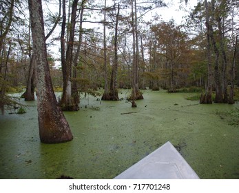 View Of Lake Martin, Louisiana.