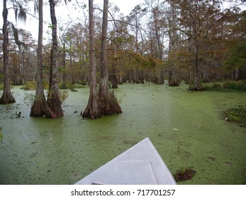 View Of Lake Martin, Louisiana.