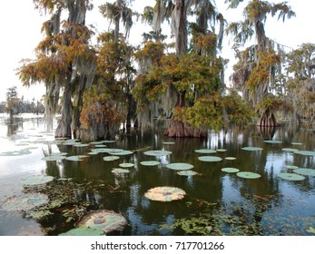 View Of Lake Martin, Louisiana.