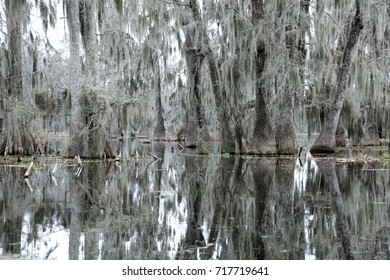 View Of Lake Martin, Louisiana.