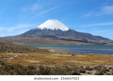 View Of Chungará Lake And Parinacota Volcano, In The Chilean Highlands.