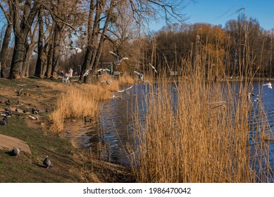 View Of The Lake With Wild Birds In Early Spring, People Walking In The Background In The City Of Kaliningrad