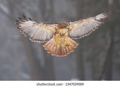 View of a landing red-tailed hawk with a great wingspan with a winter forest on background