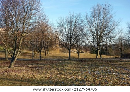 View of the landscape of beautifully lit trees by sunlight , winter without snow end of winter beginning of spring