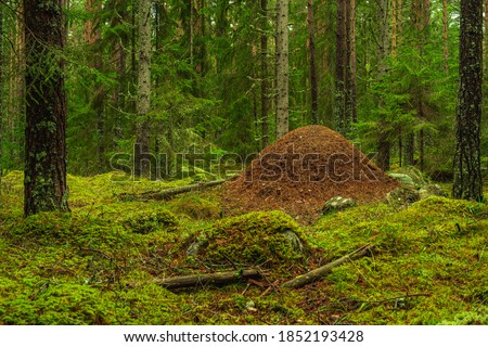 View of a large anthill in the middle of a lush green fir and pine forest in Sweden, with green moss covering the forest floor