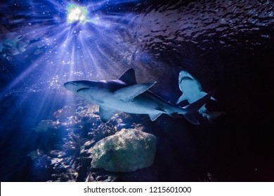 View Of Large Aquarium Tank With Nurse Shark Fishes