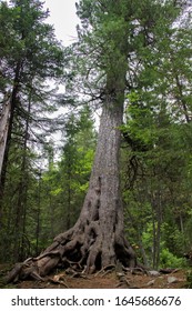 view of a large coniferous tree with hollows on the trunk and large roots going into the ground in a green forest on a cloudy summer day