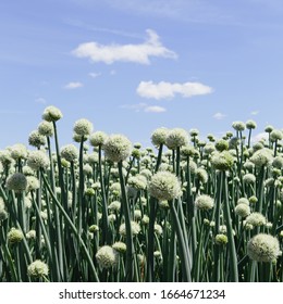 View Of Large Crop Of Blooming Walla Walla Sweet Onions, Near Quincy