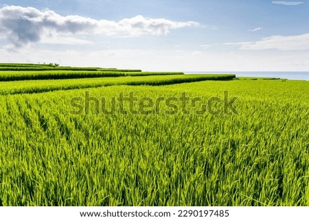 View of the large paddy fields in Xinshe Rice Terraces, Hualien, Taiwan.