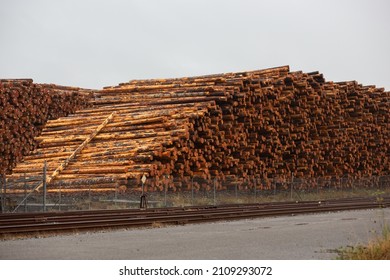 A View Of A Large Pile Of Tree Logs Seen At A Local Logging Yard. 