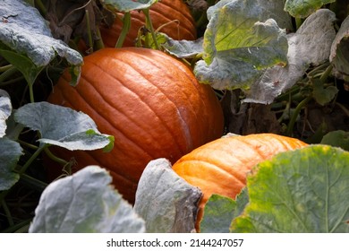 A view of large pumpkins growing in a garden setting.